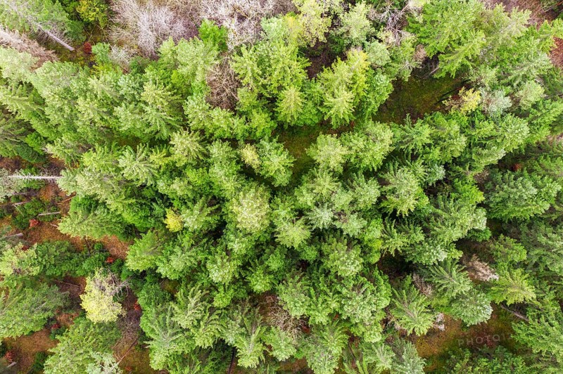 Coniferous forest from above