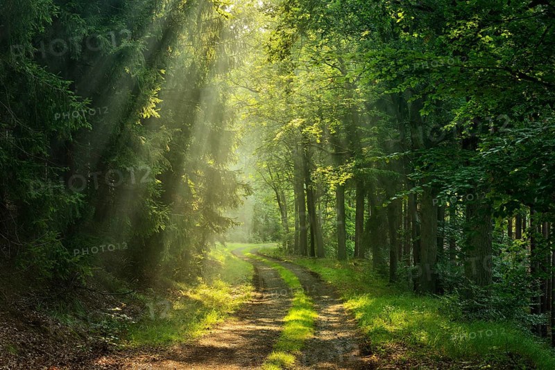 Hiking trail winds through light-flooded forest