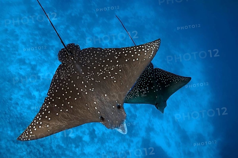 Spotted eagle rays (Aetobatus narinari)