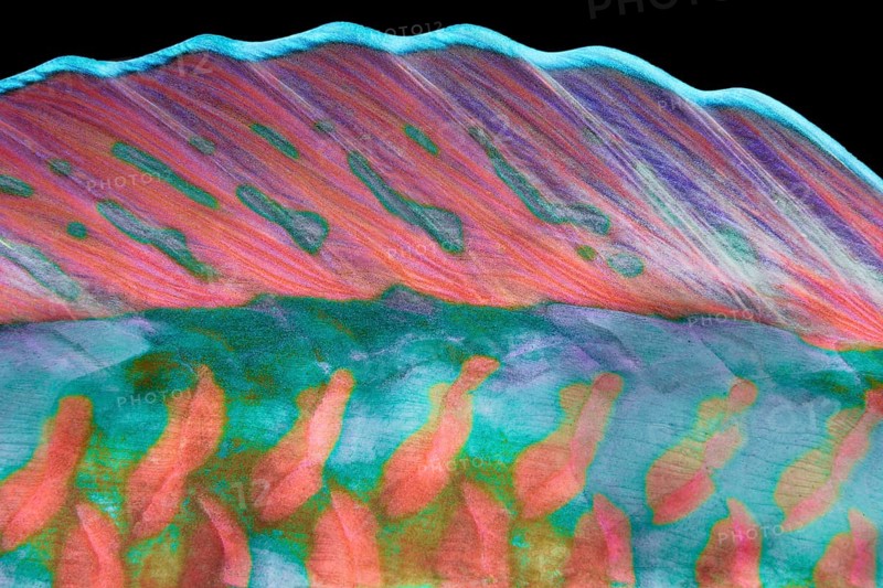 Dorsal fin