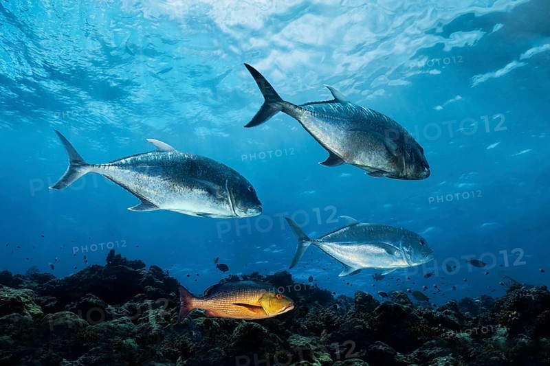 Giant trevallys (Caranx ignobilis)