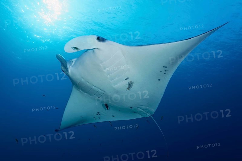 Reef manta ray (Manta alfredi) from below