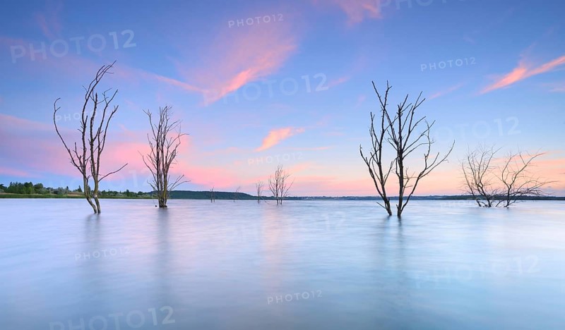 Dead trees in the lake at sunset