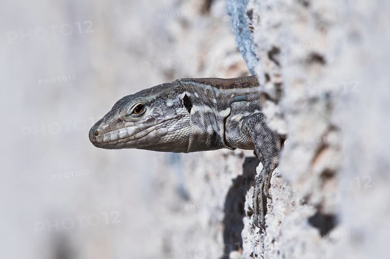 Canary Islands lizard (Gallotia)