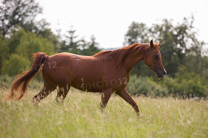 Thoroughbred Arabian chestnut mare trots through the high grass