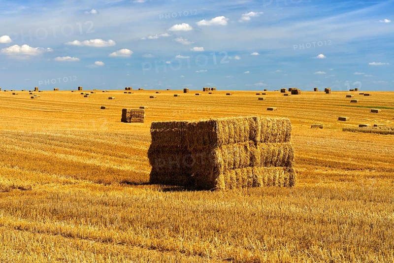Endless stubble field with bales of straw in summer