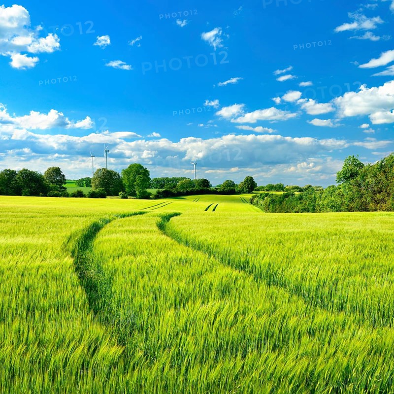Green barley field in spring