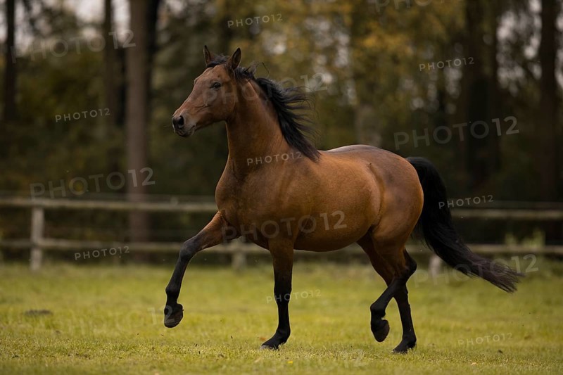 Brown P.R.E. gelding trotting over the pasture in autumn