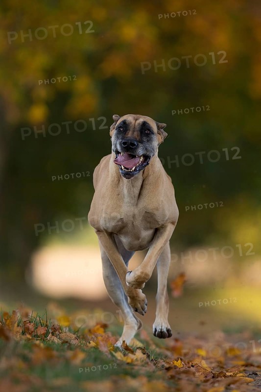 Great Dane running in autumn