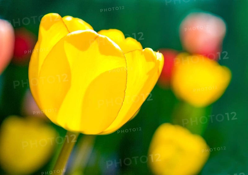 Yellow Tulip (Tulipa)