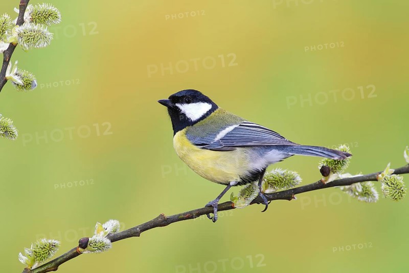 Great tit (Parus major)