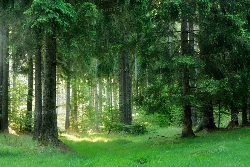 Semi-natural spruce forest in the Harz Mountains
