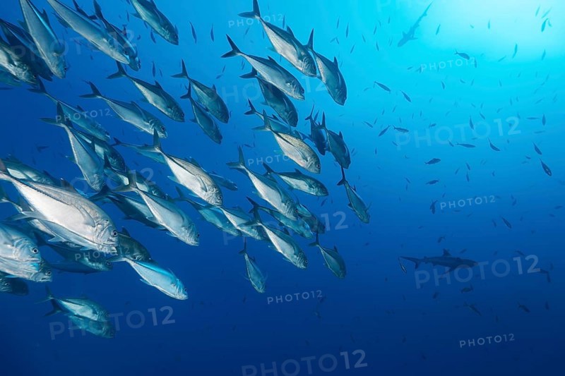 Swarm Bigeye trevallies (Caranx sexfasciatus)
