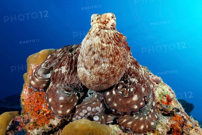 Common Octopus (Octopus vulgaris)