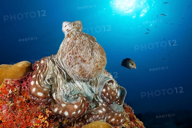 Common Octopus (Octopus vulgaris)