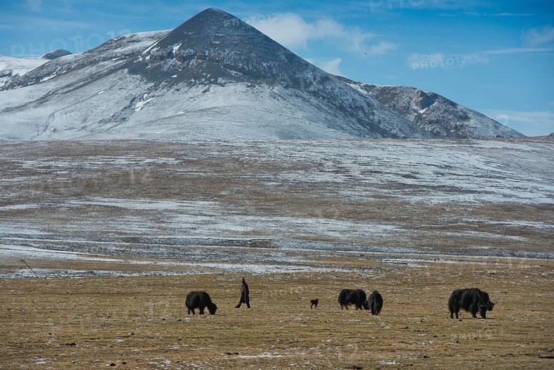 Tibetan nomad in icy plateau with yak herd