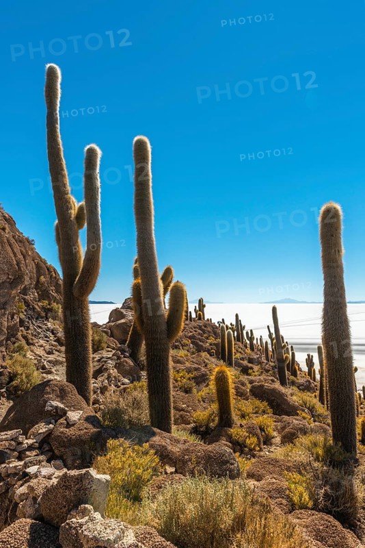 Giant Cacti (Echinopsis atacamensis) Isla Incahuasi