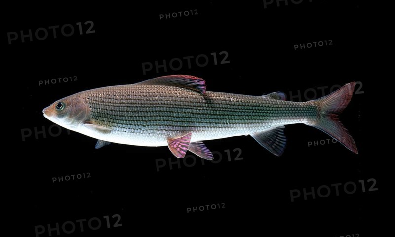 Grayling (Thymallus thymallus)