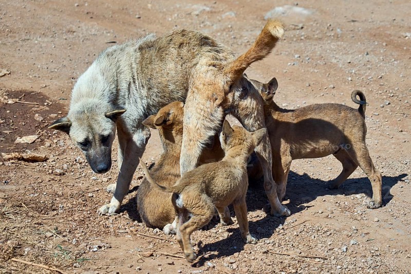 Street dogs