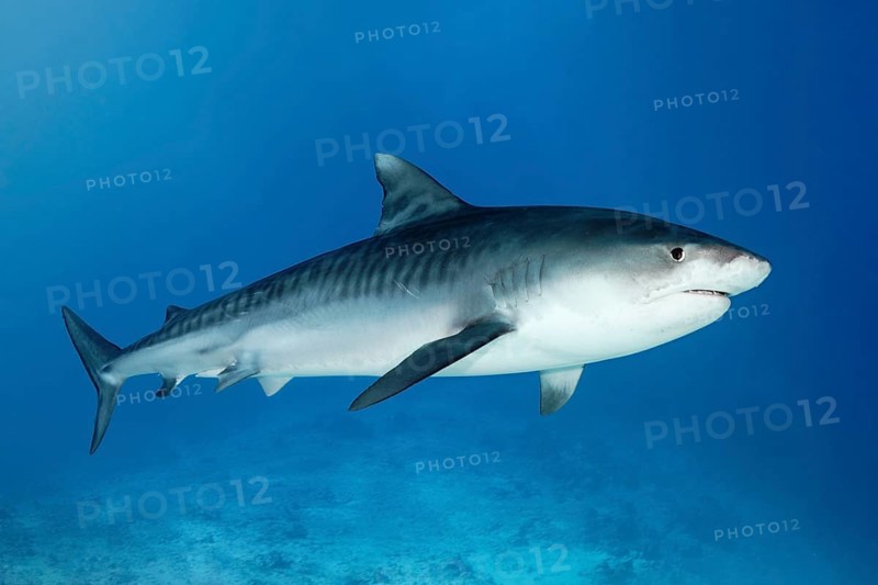 Tiger Shark (Galeocerdo cuvier)