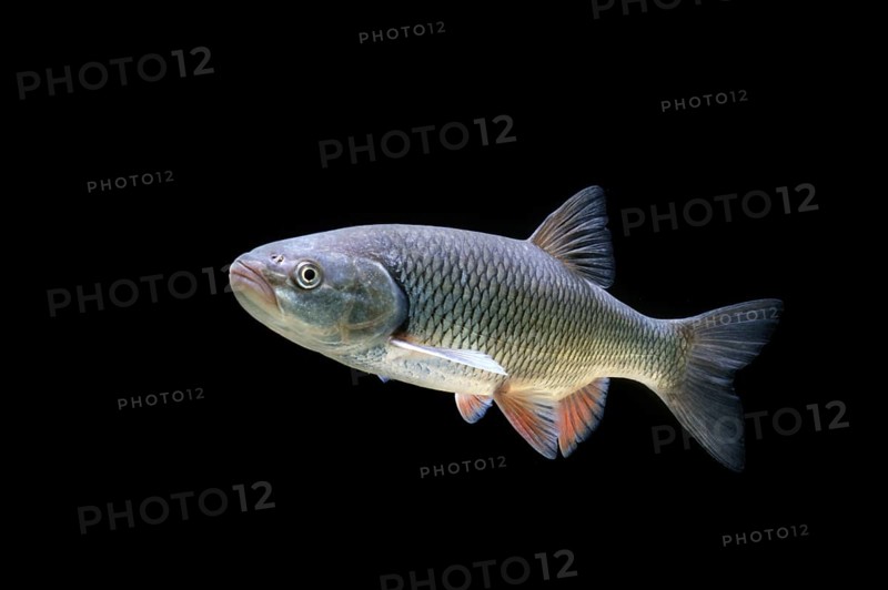 European Chub (Squalius cephalus)