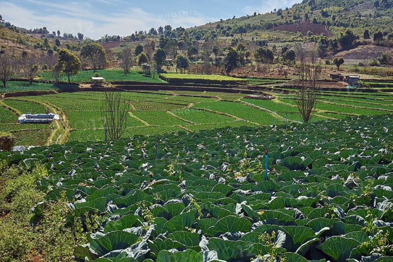 Cabbage field