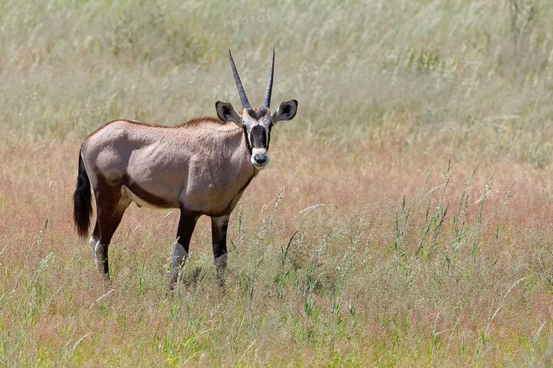 Gemsbok (Oryx gazella)