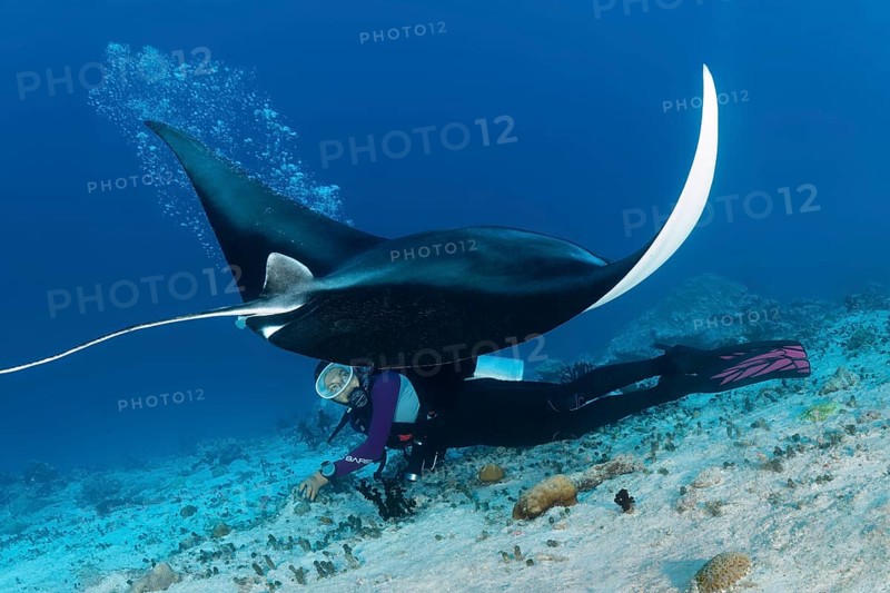 Reef manta ray (Manta alfredi) dwells over diver in rising bubbles