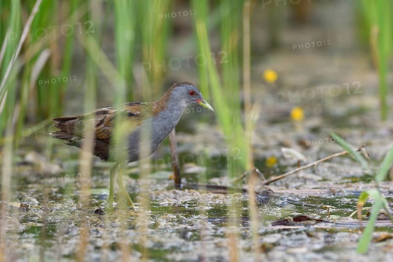 Little Crake (Porzana parva) male wading through shallow water