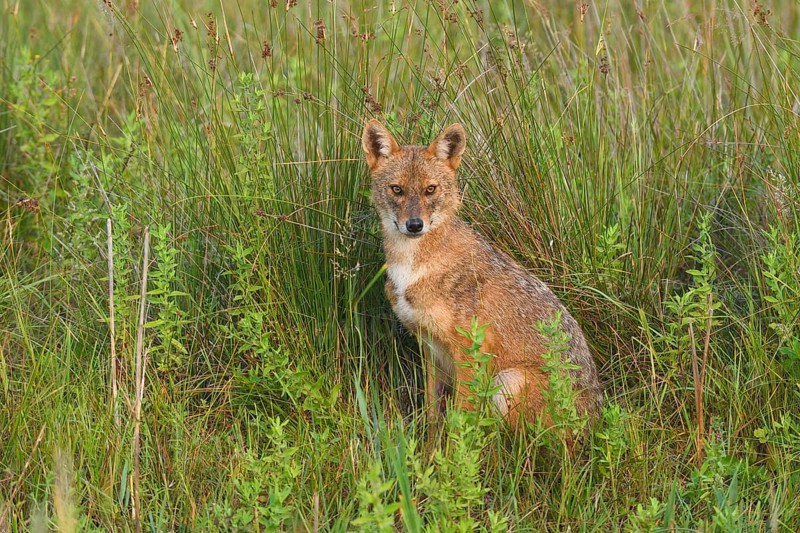 Golden jackal (Canis aureus) sitting in the tall grass