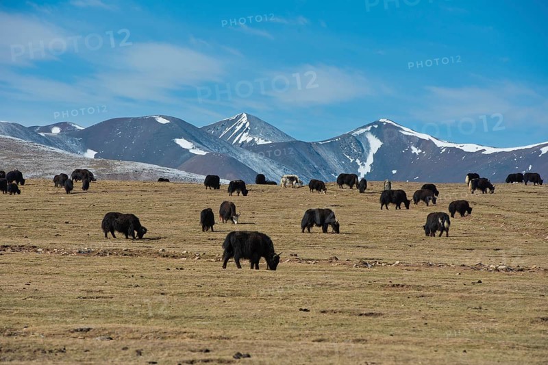 Icy plateau with yak herd