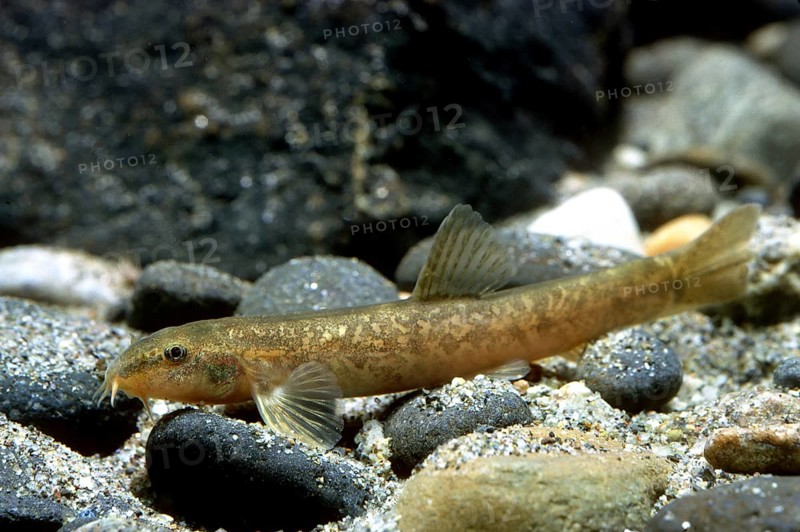 Stone loach (Barbatula barbatula)