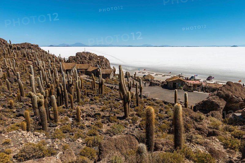 Giant Cacti (Echinopsis atacamensis) Isla Incahuasi