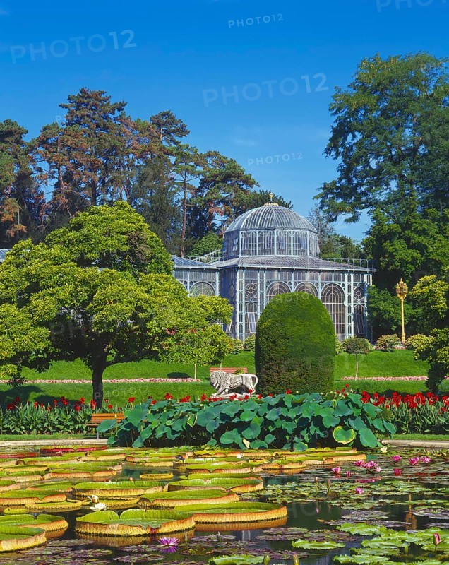 Water Lily Pond