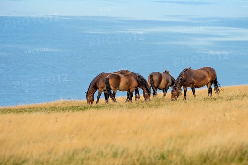 4 Exmoor ponies (Equus caballus) on the coast