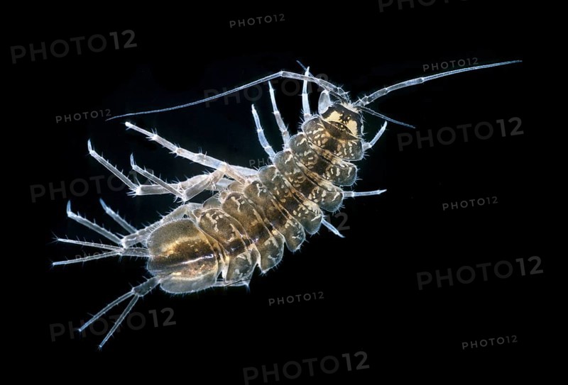 Waterlouse (Asellus aquaticus)