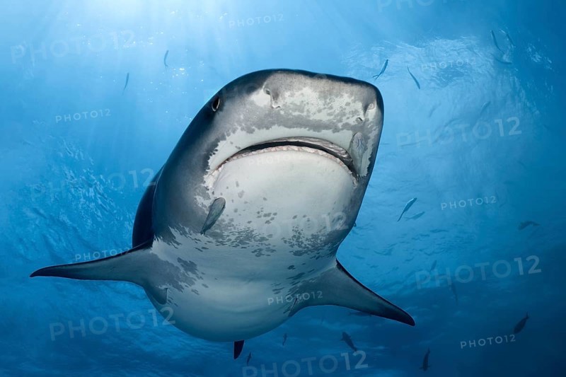 Tiger Shark (Galeocerdo cuvier)