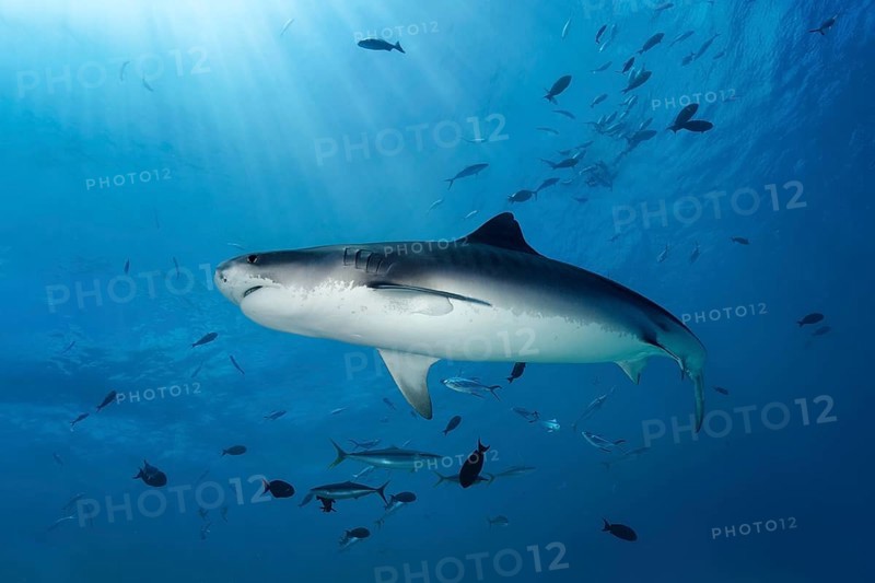 Tiger Shark (Galeocerdo cuvier)