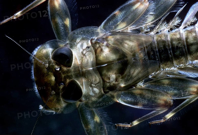 Mayfly nymph (Ecdyonurus sp.)