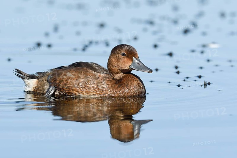 Ferruginous duck (Aythya nyroca) in water