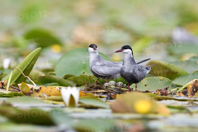 Common tern (Sterna hirundo) at the nest