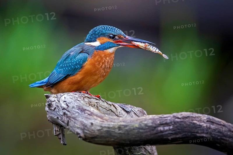 Common kingfisher (Alcedo atthis) Female