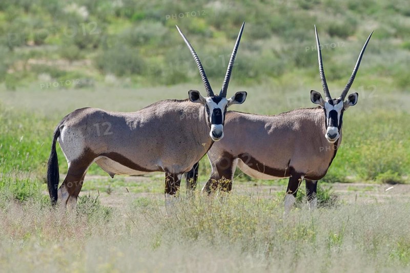Gemsboks (Oryx gazella)
