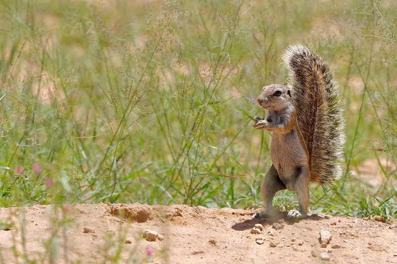 Cape ground squirrel (Xerus inauris)