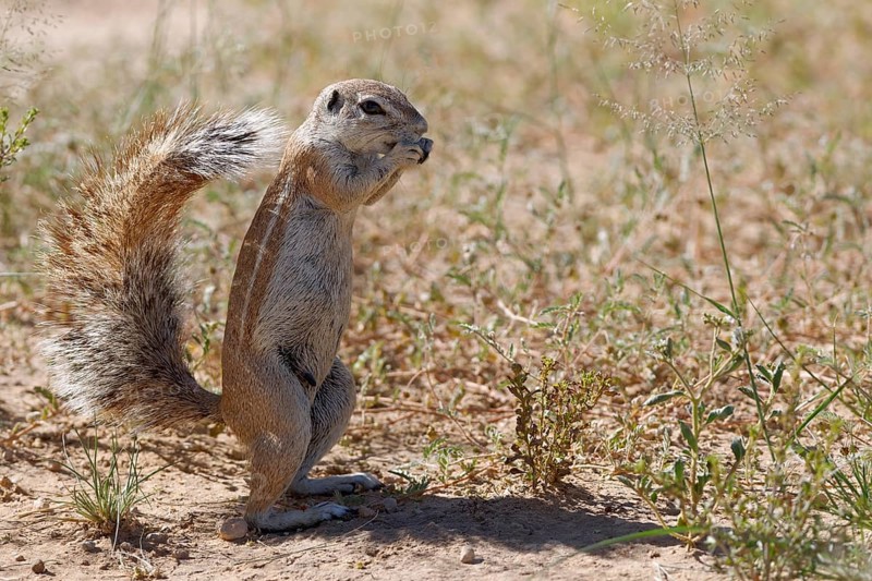 Cape ground squirrel (Xerus inauris)