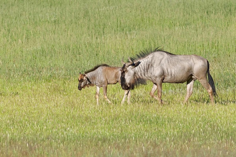 Blue wildebeests (Connochaetes taurinus)