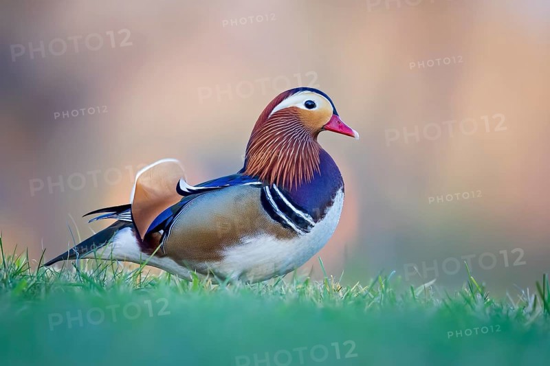 Mandarin duck (Aix galericulata) male