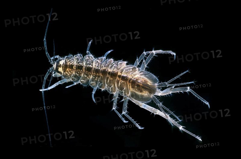 Waterlouse (Asellus aquaticus)