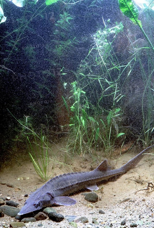 Siberian sturgeon (Acipenser baerii)