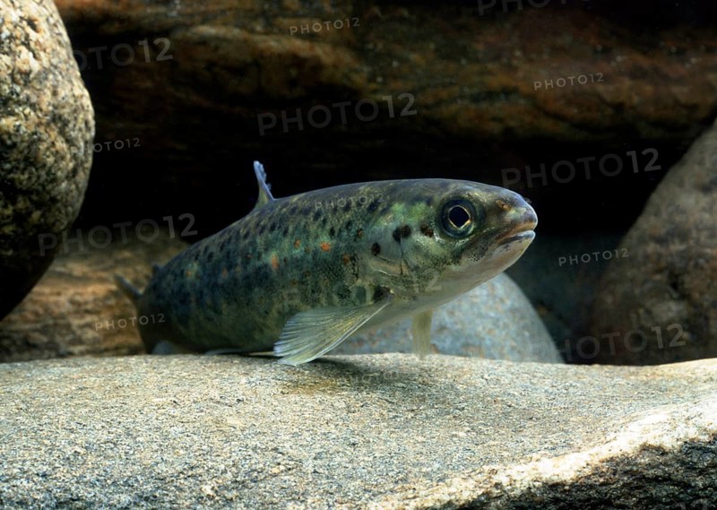 Atlantic salmon